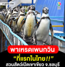 🐧🐧 พาเหรดเพนกวิน ที่แรกในไทย สวนสัตว์เปิดเขาเขียว