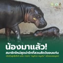 องค์การสวนสัตว์แห่งประเทศไทย ต้อนรับสมาชิกใหม่! “ลูกฮิปโปโปเตมัสแคระ” ชวนร่วมกิจกรรมทายเพศ รับเทศกาลสงกรานต์