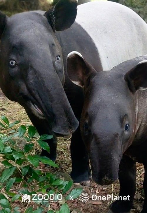 สมเสร็จ