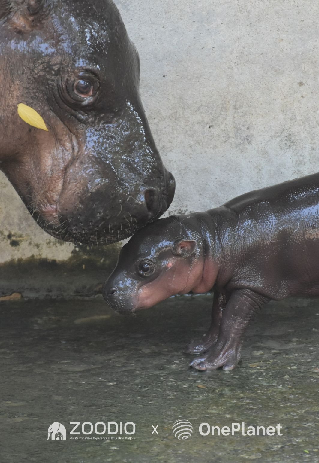 ฮิปโปโปเตมัสแคระ (สวนสัตว์ขอนแก่น)