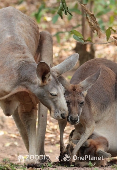 จิงโจ้แดง