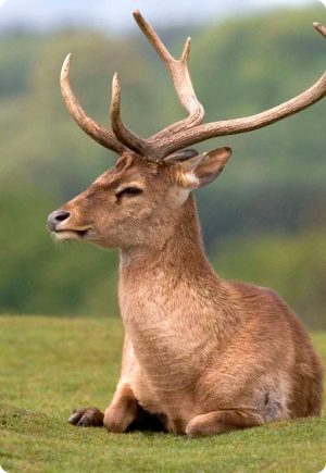 Animal